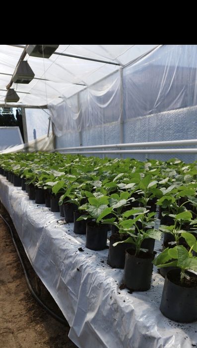 Rozsada ogórka szczepionego oraz fasoli