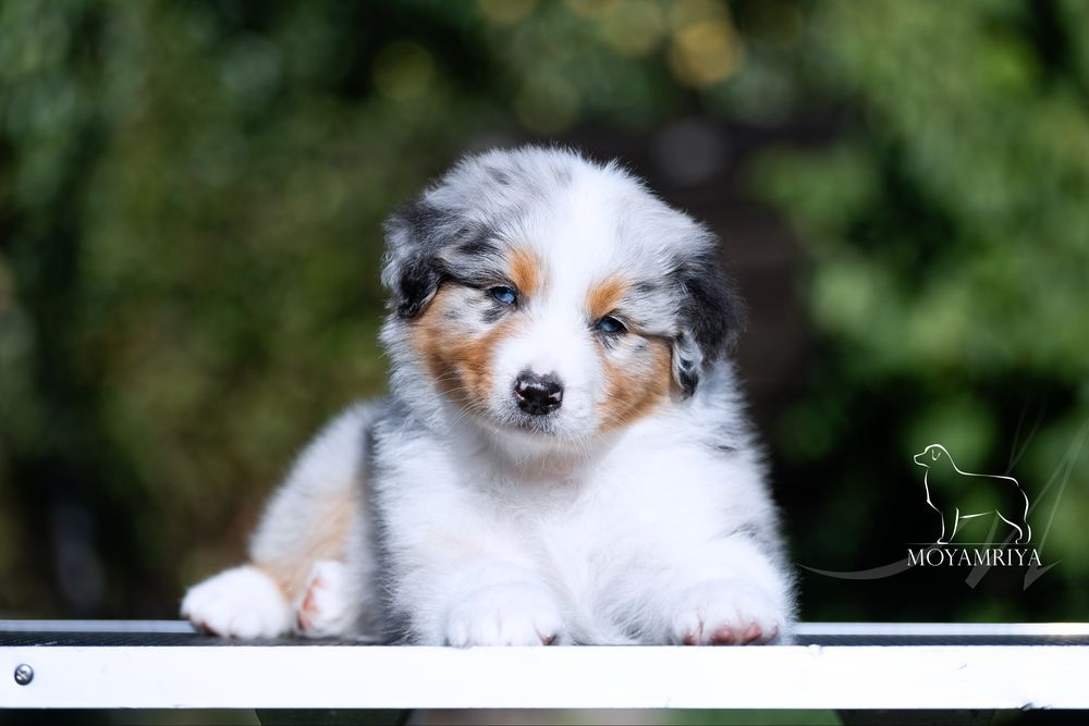 Австралійська вівчарка ауссі / австралийская овчарка аусси / Australian Shepherd