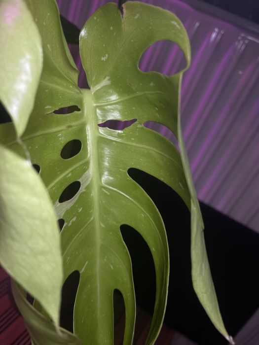 monstera thai duży okaz z doniczką. w bigosie