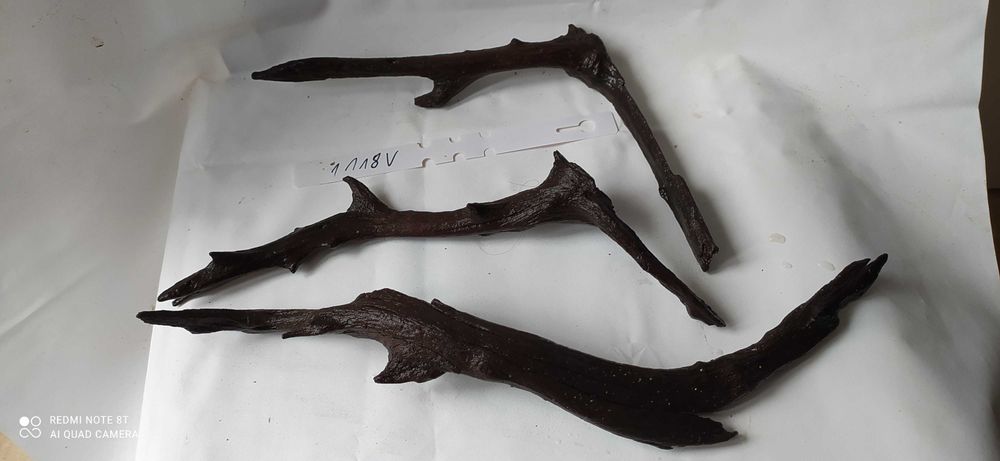 Trzy patyki mangrowca