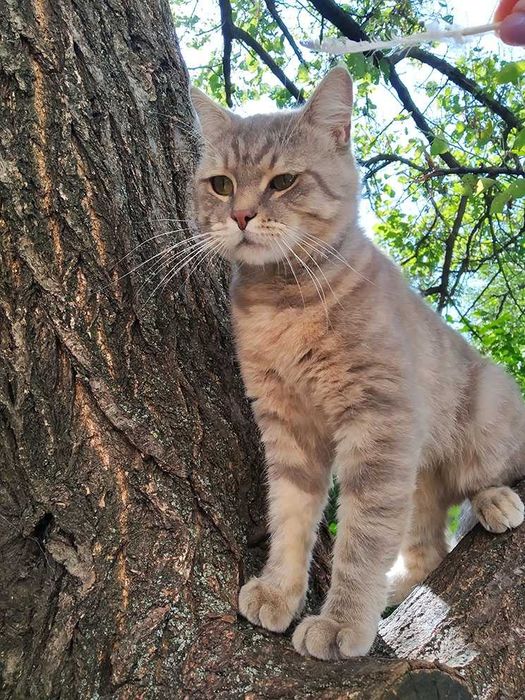 Котик  серый  с полосками а-ля вискас  3,5 года ветпаспорт прививки