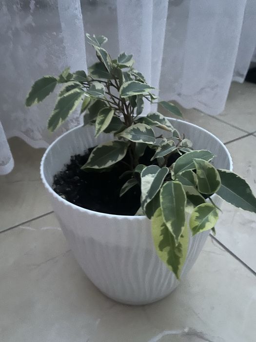 Вазон в глечику гарний