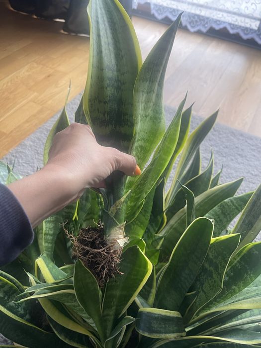 Sadzonki sansevierie 1 szt