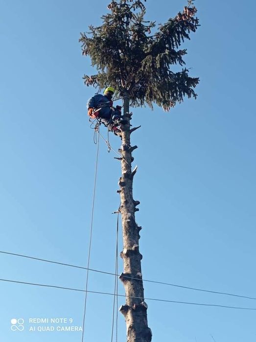 Спил аварійних дерев спиляти дерево бензопильщик вальщик