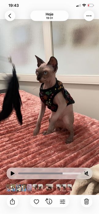 Sphynx macho siamês