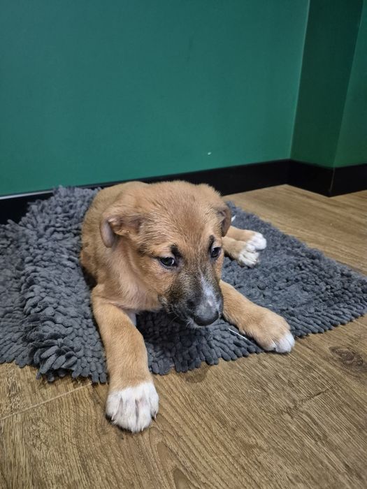 Szczeniaki do adopcji