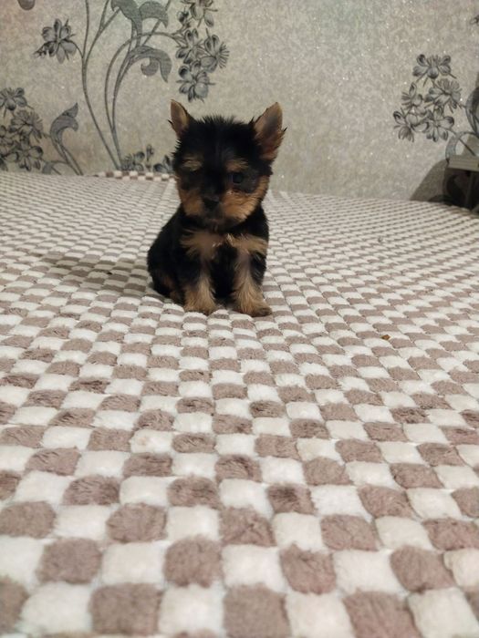 Йорки хлопчик і дві дівчинки.