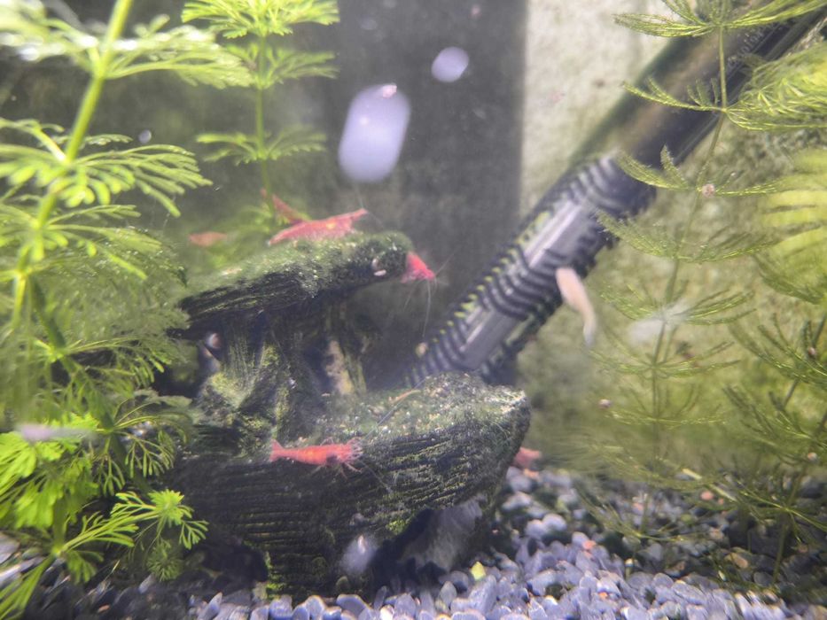 Camarões Neocaridina Red Cherry