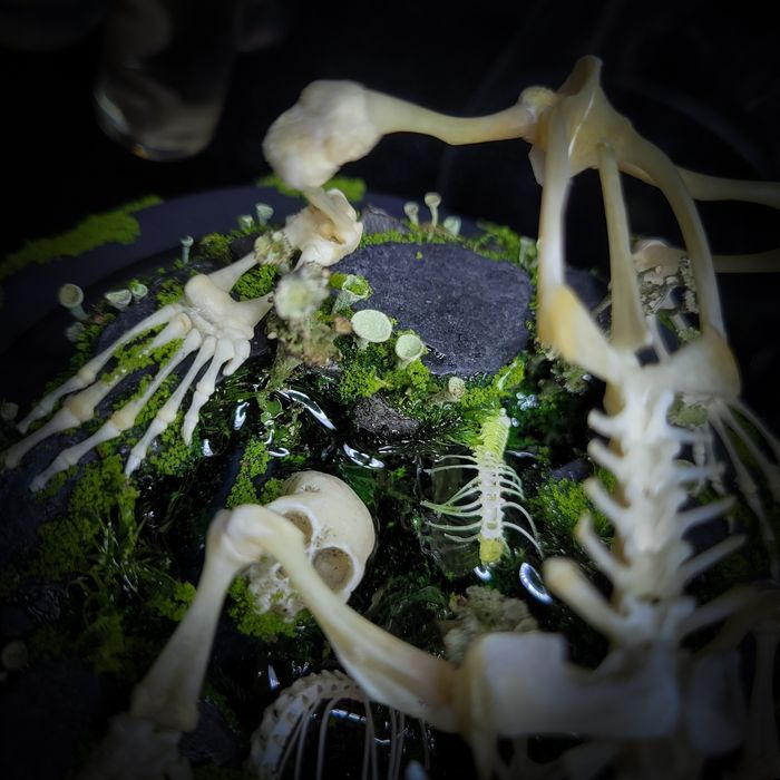 Taksydermia szkielet ropuchy