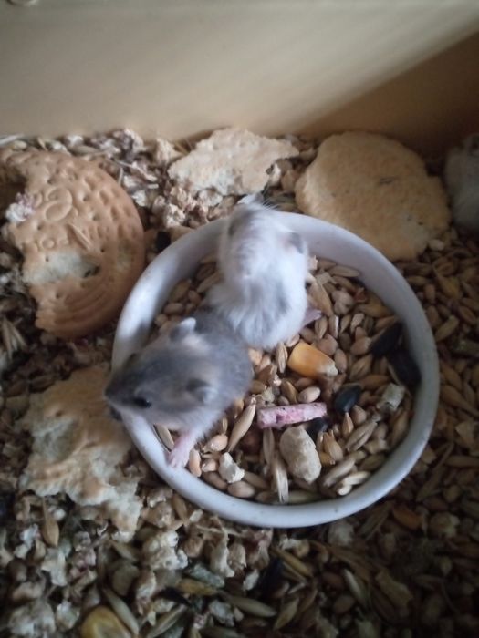 Хомячки Кременчуг