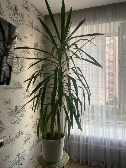 Продам здорову та розкішну рослину Юкка 1м86см
