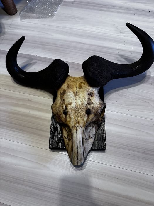 Rogi antylopy gnu