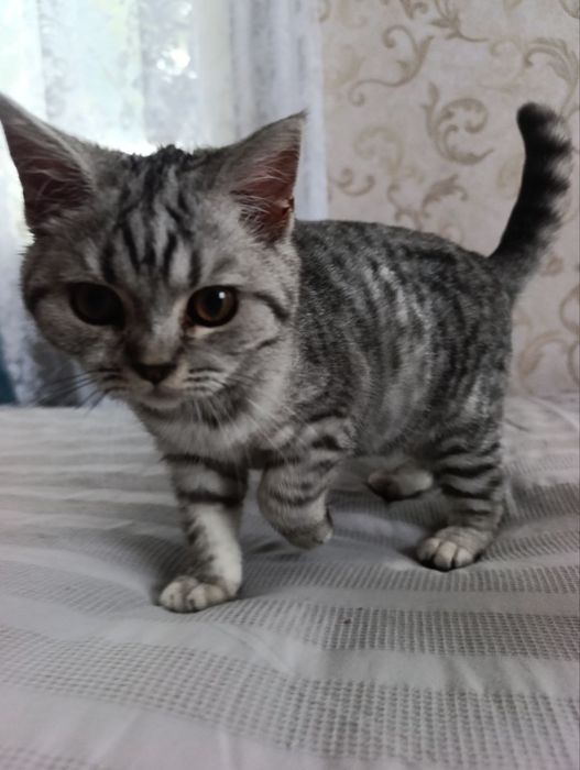 Кішечка скотіш страйт