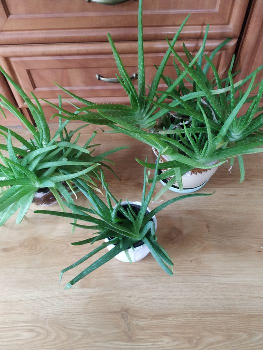 Kwiaty doniczkowe drzewka szczęścia