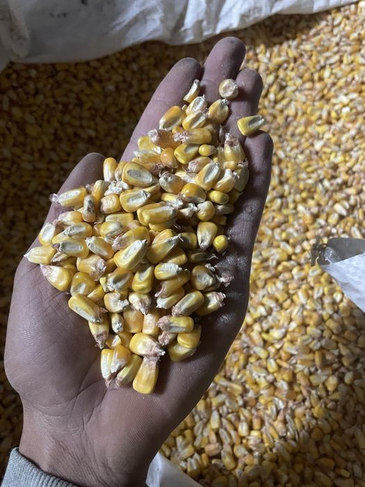 Milho graudo / miudo