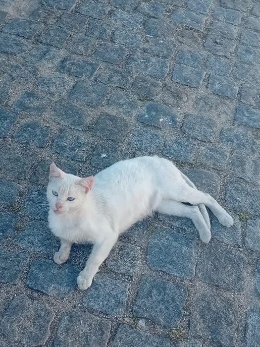 Urgente  gatinha muito meiga para adoção