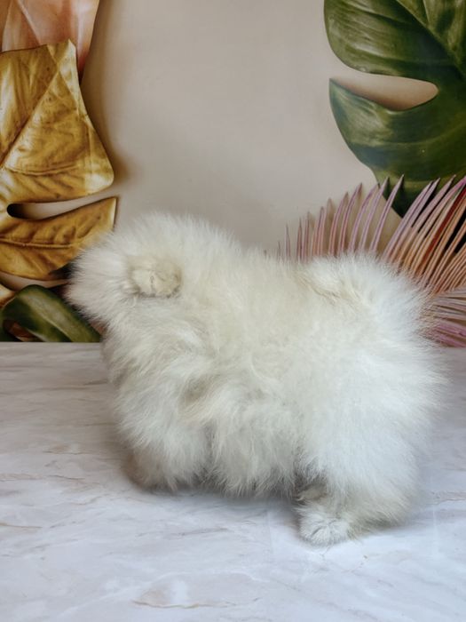 Міні дівчинка померанський шпіц