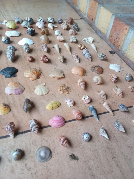 Conchas e búzios variados