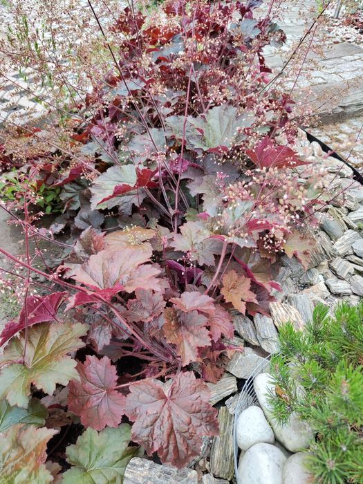 Żurawka Purple Pałace Bordowa x 10