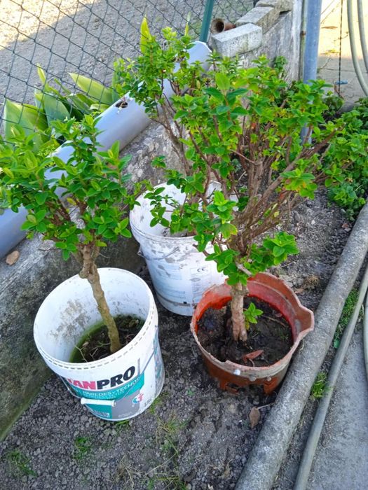 Vendo plantas com raiz que dá flor hepiricom