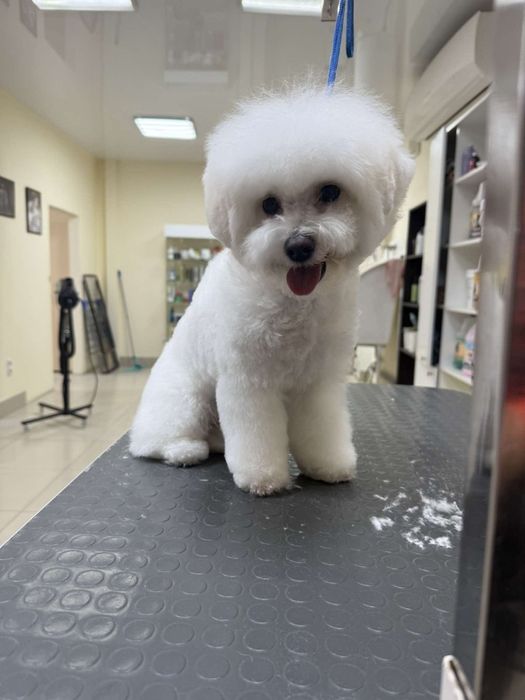 Бишон  фризе  девочки