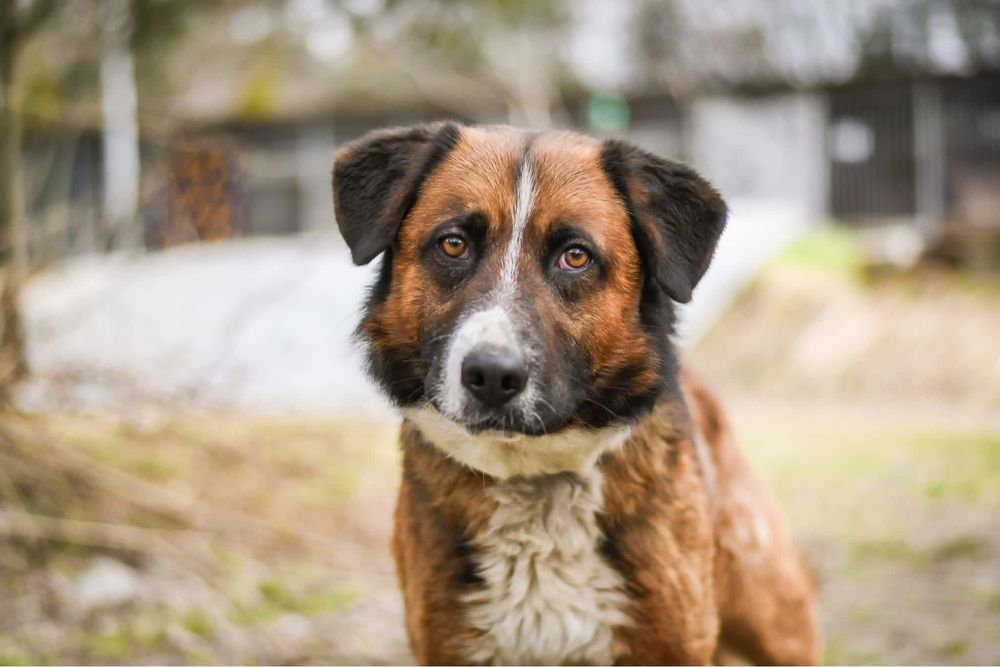 Berni-piękny, spokojny, delikatny pies czeka na cierpliwy dom-adopcja
