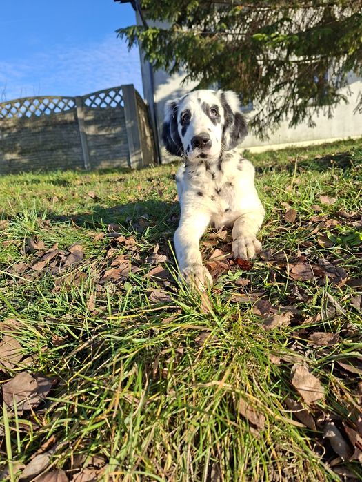 Dalmatyńczyk  długowłosy