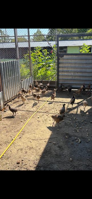 Продум молоді фазани