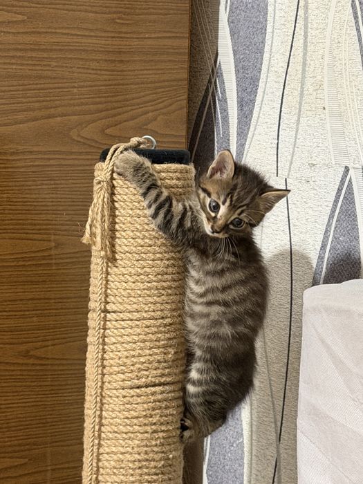 Кошеня хлопчик окрасу таббі