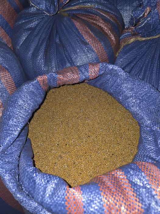 Gorczyca biała odmiana maryna