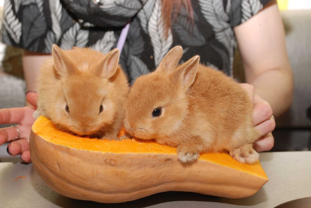 MiniLop карликовий коротковухий нідерландський кролик супер міні