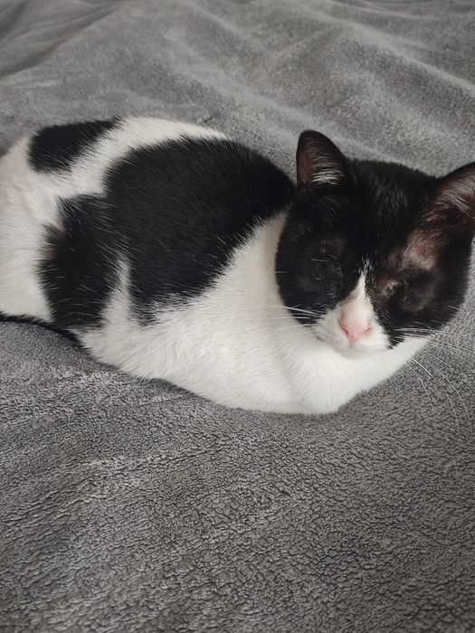 Mini -para adopcao cerca 1,5 anos