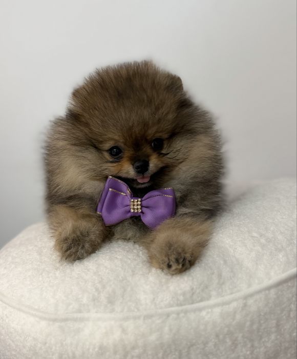 Szpic miniaturowy pomeranian obłedny  Liam
