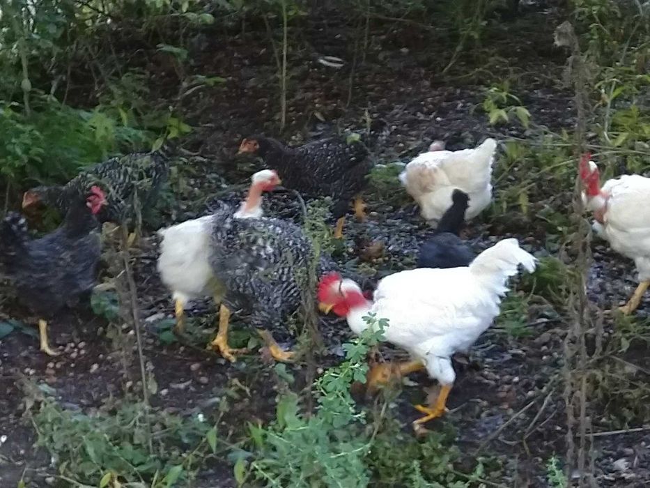 Ovos Galinhas Raças Autóctones Portuguesas
