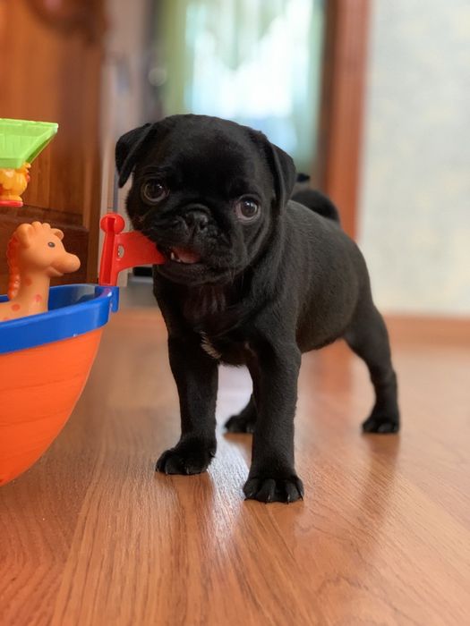 Бомбезні мопсики