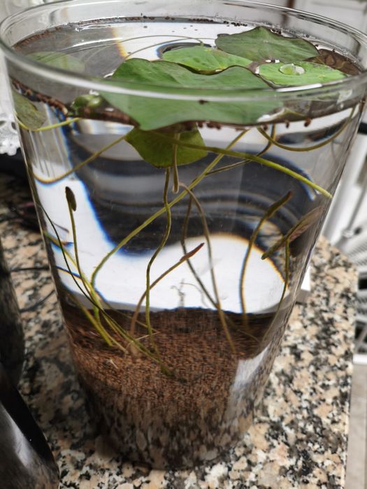 Plantas aquáticas jovens