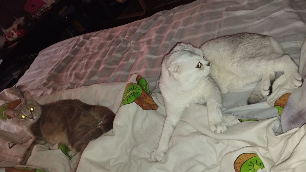 В'язка шотландець, срібна шиншила