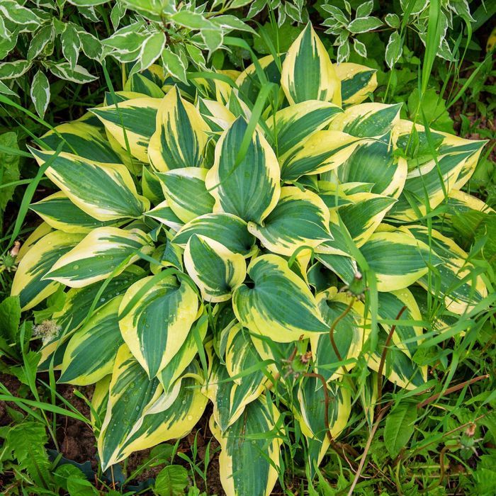 Funkia Hosta 'Pilgrim' Doniczka 2.0L Żółte brzegi