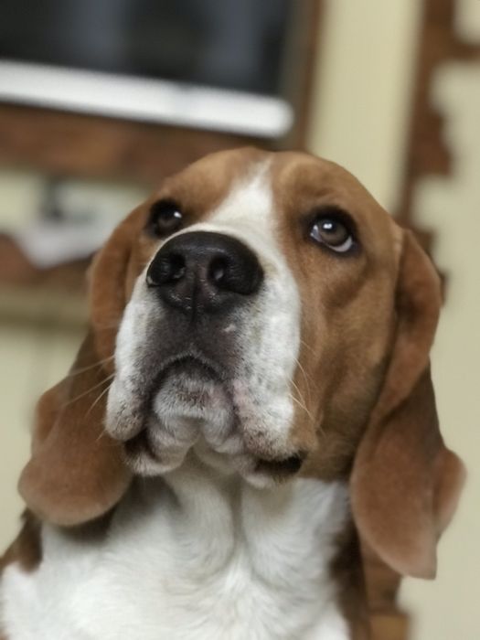 Бігль шукає наречену