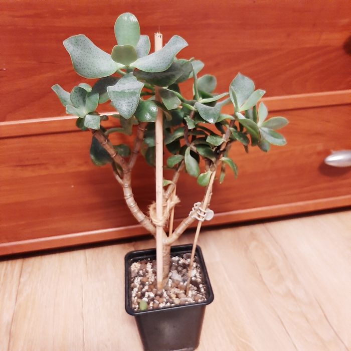 Crassula arborescens Curly Green,  duże drzewko