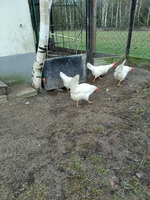 Jaja lęgowe LegHorn