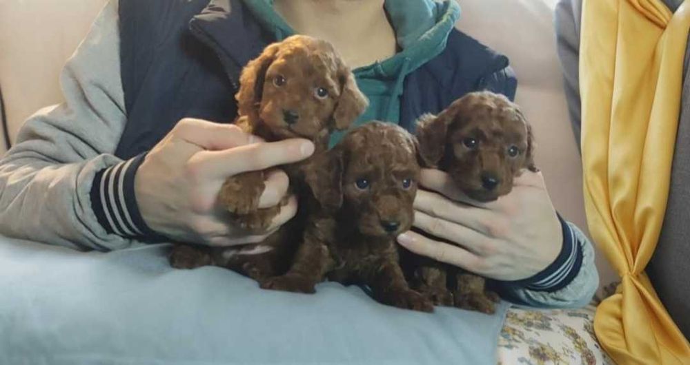 Крошки той пудель.