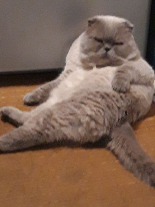 Шотландский кот . Вязка