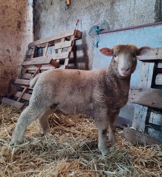 Borrego Ile de France Puro