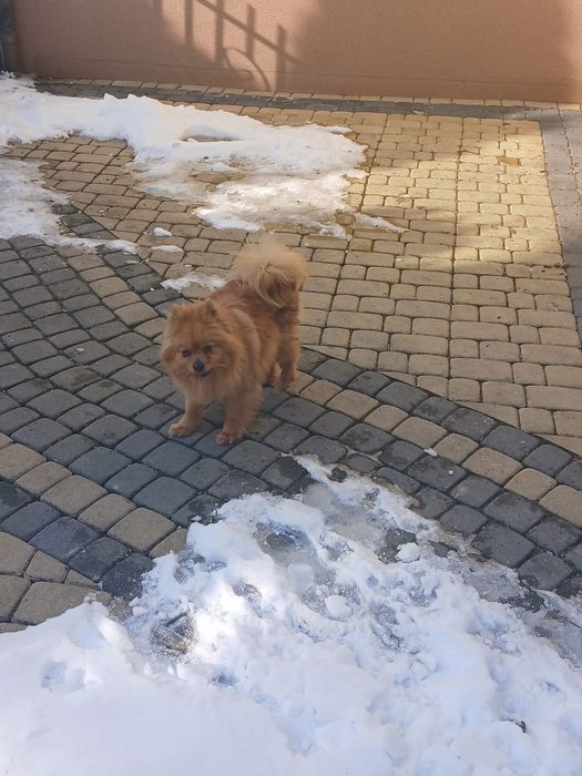 Szpic Niemiecki śliczna suczka