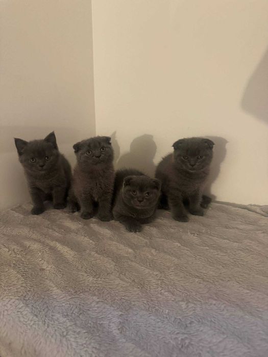 Шотландські котята.