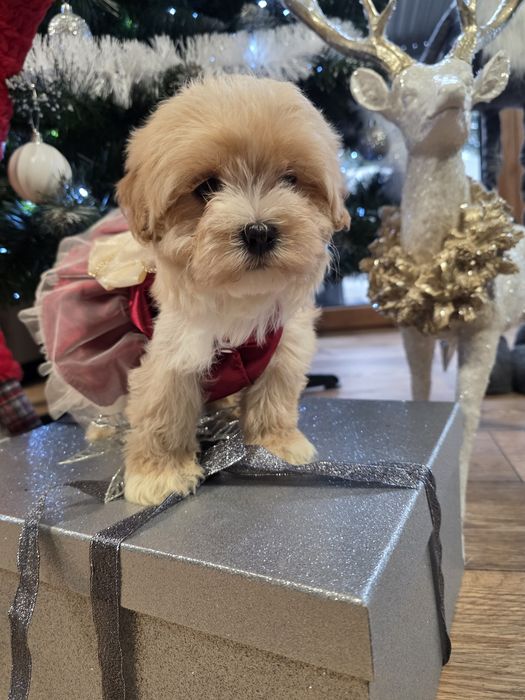 Maltipoo maleńka urocza sunieczka po mini rodzicach.