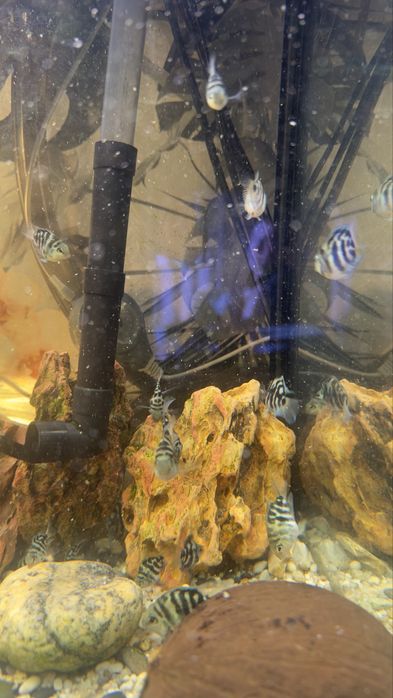 Sprszedam  narybki papuzki nebieski