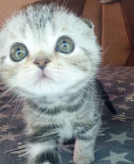 Малюк скоттиш фолд