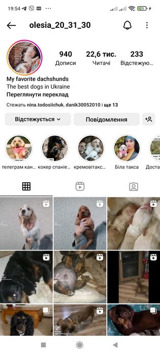Англійські кокер спаніелі